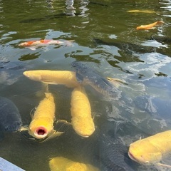 友達募集(小作/羽村/福生/あきる野/西多摩郡…あたり) - 羽村市