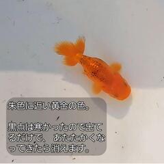 宇野らんちゅう・宇野系らんちゅうの画像