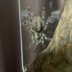 タランチュラ4匹
