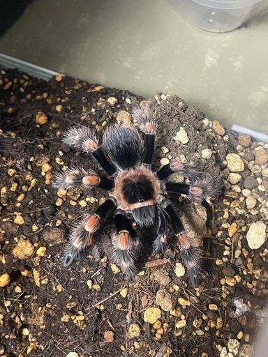タランチュラ4匹