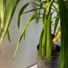 ユッカ　観葉植物の画像