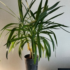 ユッカ　観葉植物