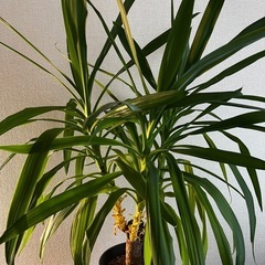 ユッカ　観葉植物の画像