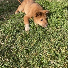 野犬の子犬里親募集 - 犬