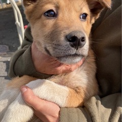 野犬の子犬里親募集 − 茨城県