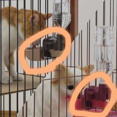 リッチェル　犬、猫用ウォーターディッシュ　 【ピンク】