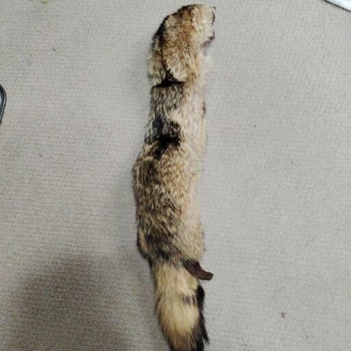 テンの襟巻きです