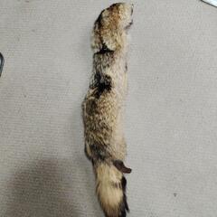 テンの襟巻きです
