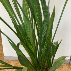 虎の尾　サンセベリア　株分苗　挿し木用カット葉