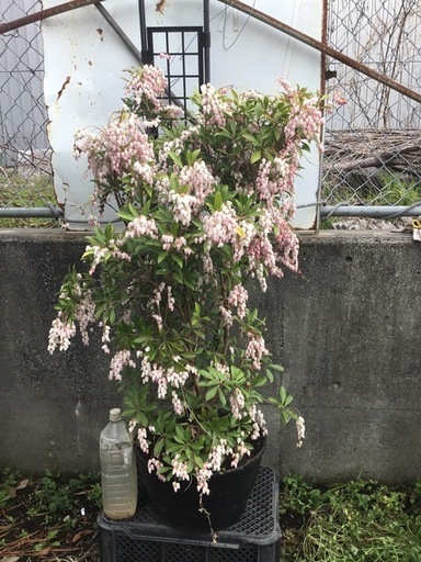 アセビ　スプリングベル　１００センチ