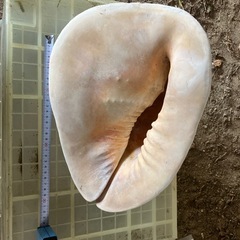 貝殻 の画像