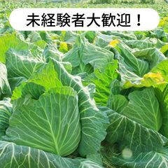 佐賀県鳥栖市永吉町でキャベツの収穫・箱詰めの作業等のお仕事！【単発/短期求人】の画像