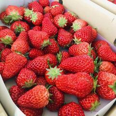 大人気！1.2キロがなんとこのお値段！入荷しました　いちご