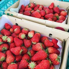 大人気！1.2キロがなんとこのお値段！入荷しました　いちごの画像