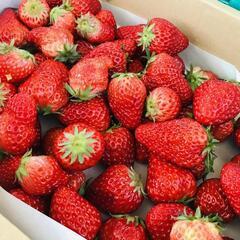 大人気！1.2キロがなんとこのお値段！入荷しました　いちごの画像