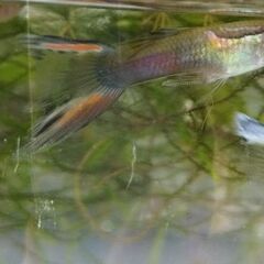 【グッピー】4〜8ヶ月・1歳 雄雌 各50円/匹の画像