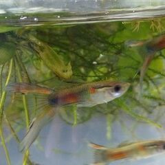 【グッピー】4〜8ヶ月・1歳 雄雌 各50円/匹の画像