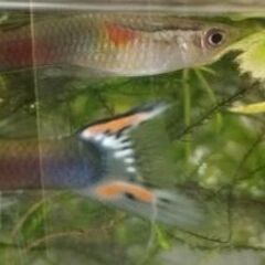 【グッピー】4〜8ヶ月・1歳 雄雌 各50円/匹の画像