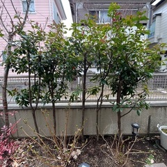 レッドロビン　ベニカナメモチ　植栽　生垣　6年の画像