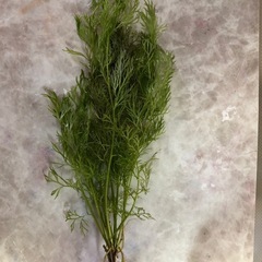 ナヤス、アメリカンウォータースプライト、レッドラムズ(1名限定)の画像