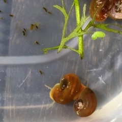 ナヤス、アメリカンウォータースプライト、レッドラムズ(1名限定)の画像