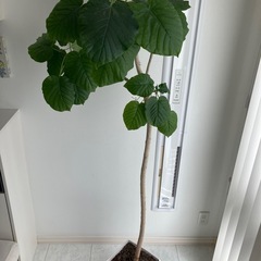 観葉植物　ウンベラータ　2鉢　の画像