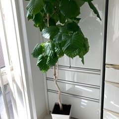 観葉植物　ウンベラータ　2鉢　