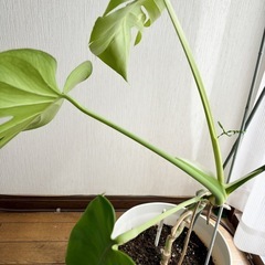 観葉植物(中)の画像