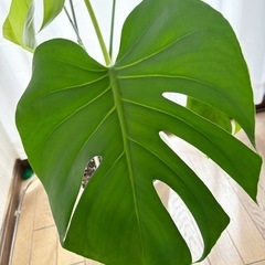 観葉植物(中)の画像