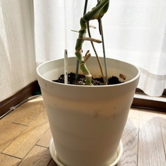 観葉植物(中)の画像