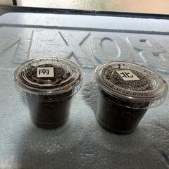 ダイトウヒラタクワガタ 幼虫