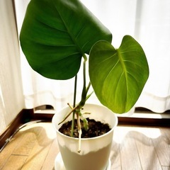 観葉植物(小)