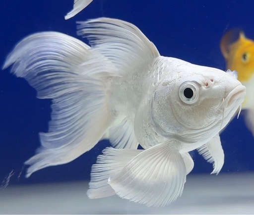 プラチナヒレナガ鯉　15cm前後 