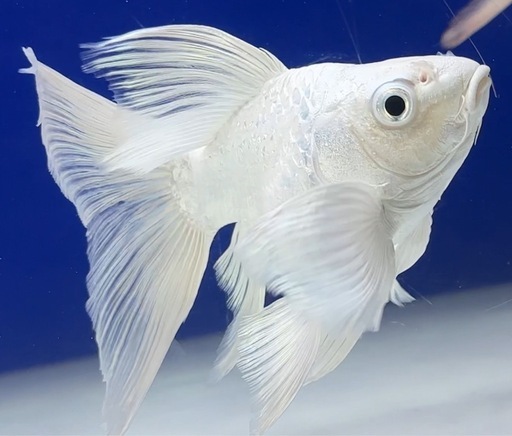 プラチナヒレナガ鯉　15cm前後 