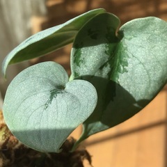 キラキラ系⭐︎ミニ観葉植物/スキンダプサス•オルモストシルバーの画像