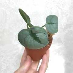 キラキラ系⭐︎ミニ観葉植物/スキンダプサス•オルモストシルバーの画像