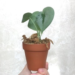キラキラ系⭐︎ミニ観葉植物/スキンダプサス•オルモストシルバーの画像