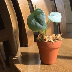 キラキラ系⭐︎ミニ観葉植物/スキンダプサス•オルモストシルバーの画像