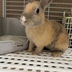 ミニうさぎ　0歳　