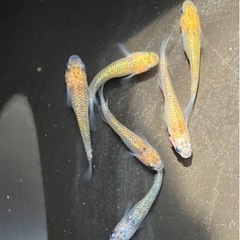 【小城メダカ】完売🙇‍♂️大人気‼️夜桜メダカ🌸3P