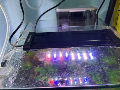 【取引中】30cmキューブ水槽（イエローチェリーシュリンプ）