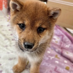 ひっつきむしな豆柴！ - 福岡市