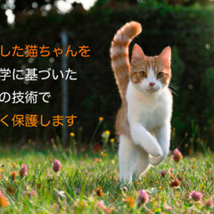 【朝方〜深夜帯毎日時間ある方歓迎】迷子のペットコンサル！東京の画像