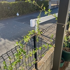 人気つるバラ　♡群舞　♡大きい挿し木苗　♡棘なし　根っこ付き苗　♡ピンクのバラの画像