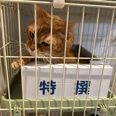 至急里親募集してます