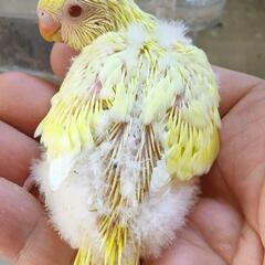 セキセイインコ3/18入荷　①クリーム系