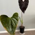 ランキングキーワードに紐づく投稿画像-観葉植物
