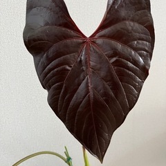 観葉植物　アンスリウム・ロムズレッドの画像