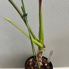 観葉植物　アンスリウム・ロムズレッドの画像