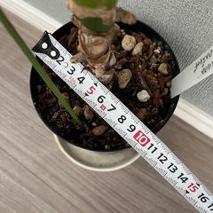 観葉植物　アンスリウム・ロムズレッドの画像